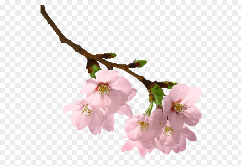 Spring Branch Clip Art PNG