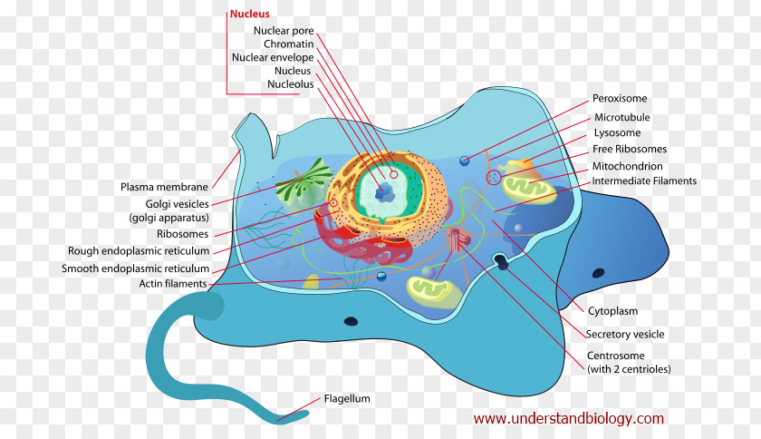 Unicellular Organism Cell Membrane Biology Eukaryote Cellular Respiration PNG