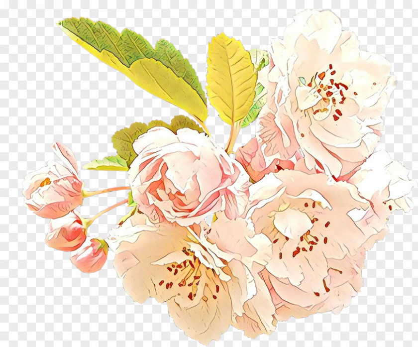 Flowering Plant Rose Family PNG