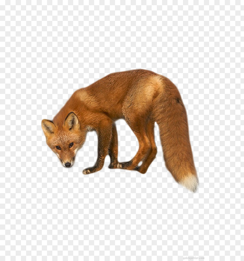Fox Red Dhole Kit Fur PNG