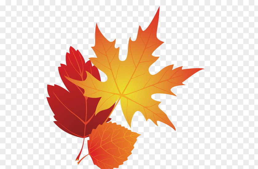 Maple Leaf Autumn Color Clip Art PNG