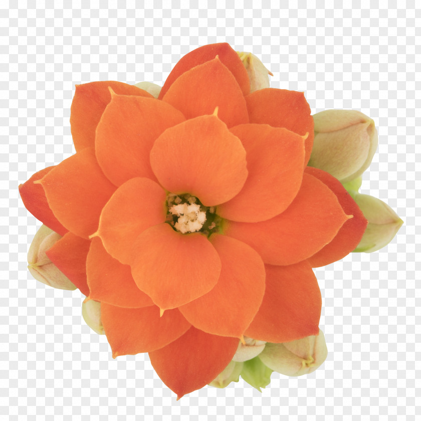 Petal Cut Flowers PNG