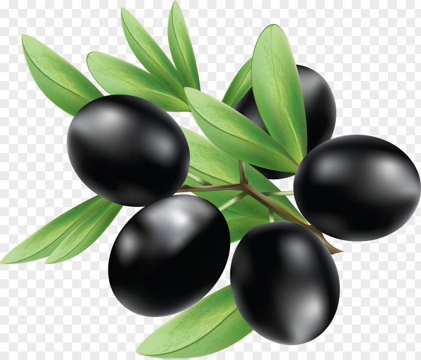 Black Olives Olive Illustration PNG
