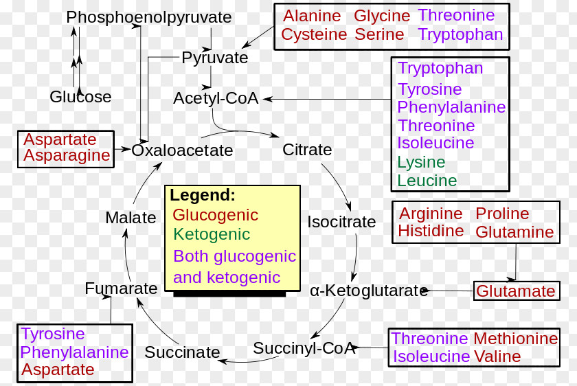 Branchedchain Amino Acid Gatz Mineral Gluconeogenesis Ionization Inorganic Compound Water PNG