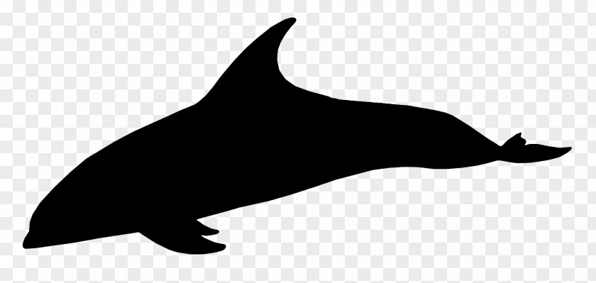 Dolphin Porpoise Whales Clip Art Fauna PNG