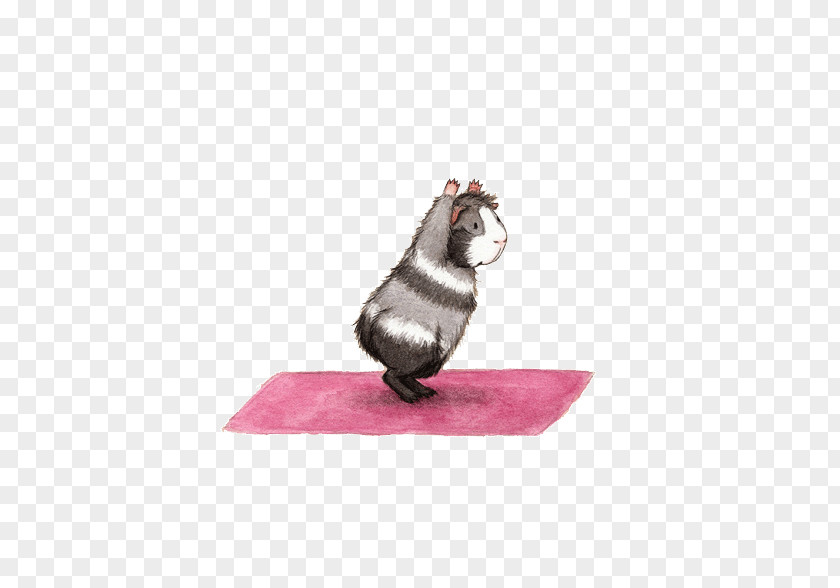 Guinea Pig Doing Yoga Mat Physical Exercise Asana & Nidra PNG