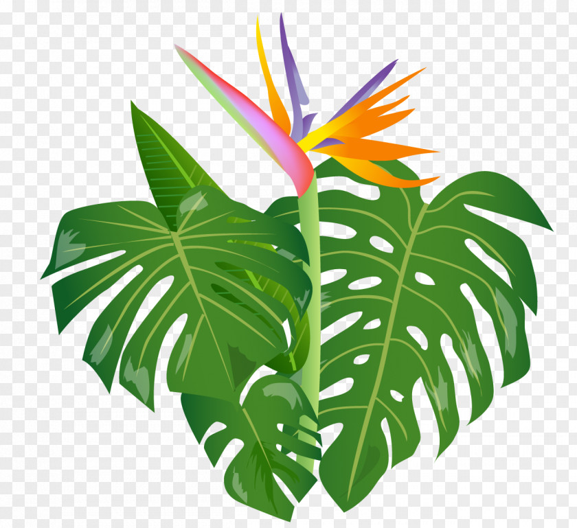 Leaf Clip Art Drawing Plants PNG