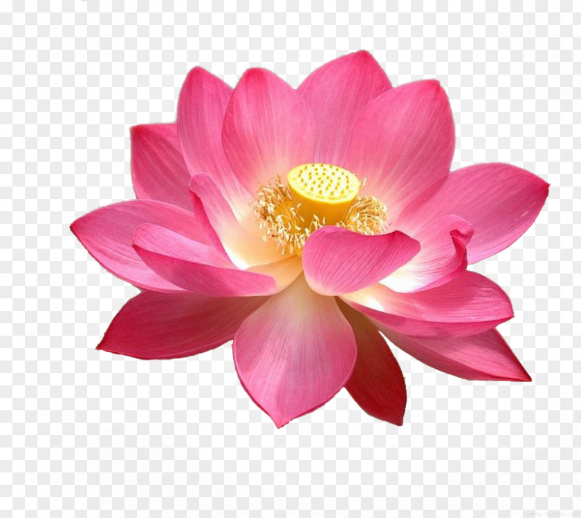 Lotus High-definition Television Display Resolution Nelumbo Nucifera Wallpaper PNG