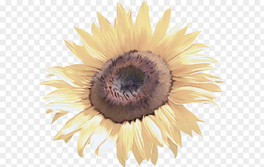 Pollen Eye Sunflower PNG