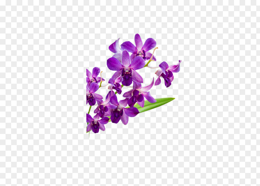 Violet Moth Orchids Flower Petal PNG