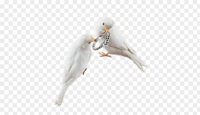 White Pigeon PNG pigeon clipart PNG