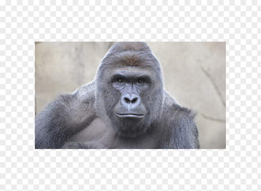 Bye Felicia Cincinnati Zoo And Botanical Garden Gorilla Killing Of Harambe Ape PNG