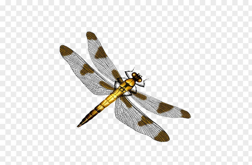 Dragonfly Color Image Creative PNG