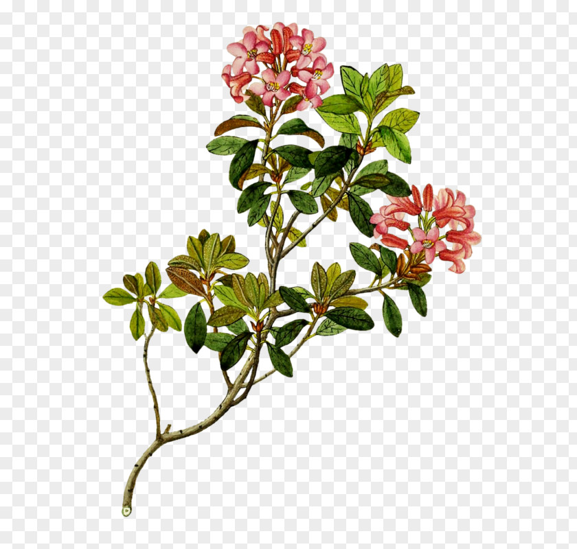 Flower Image C3 Mumbai Shrub PNG