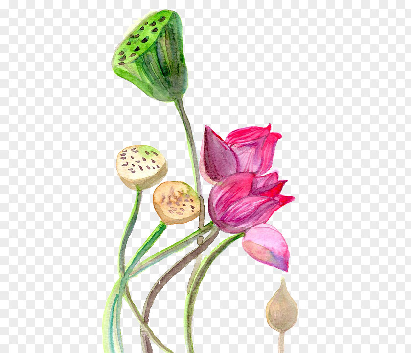 Lotus Watercolor Painting YogaSole Watercolor: Flowers PNG