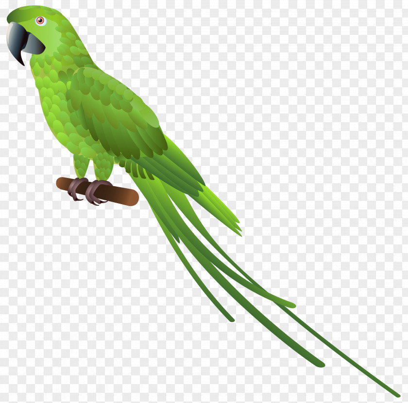 Macaw Parrot Lovebird Budgerigar Clip Art PNG