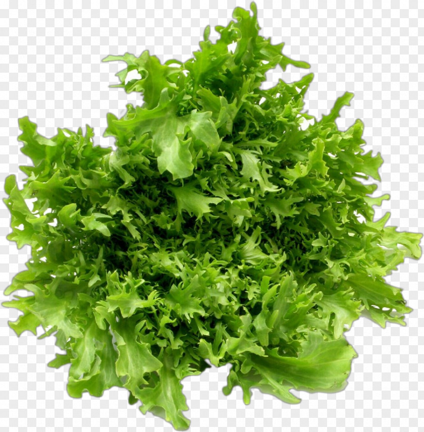 Parsley Coriander PNG