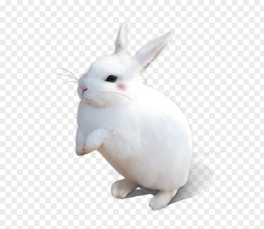 Rabbit White PNG