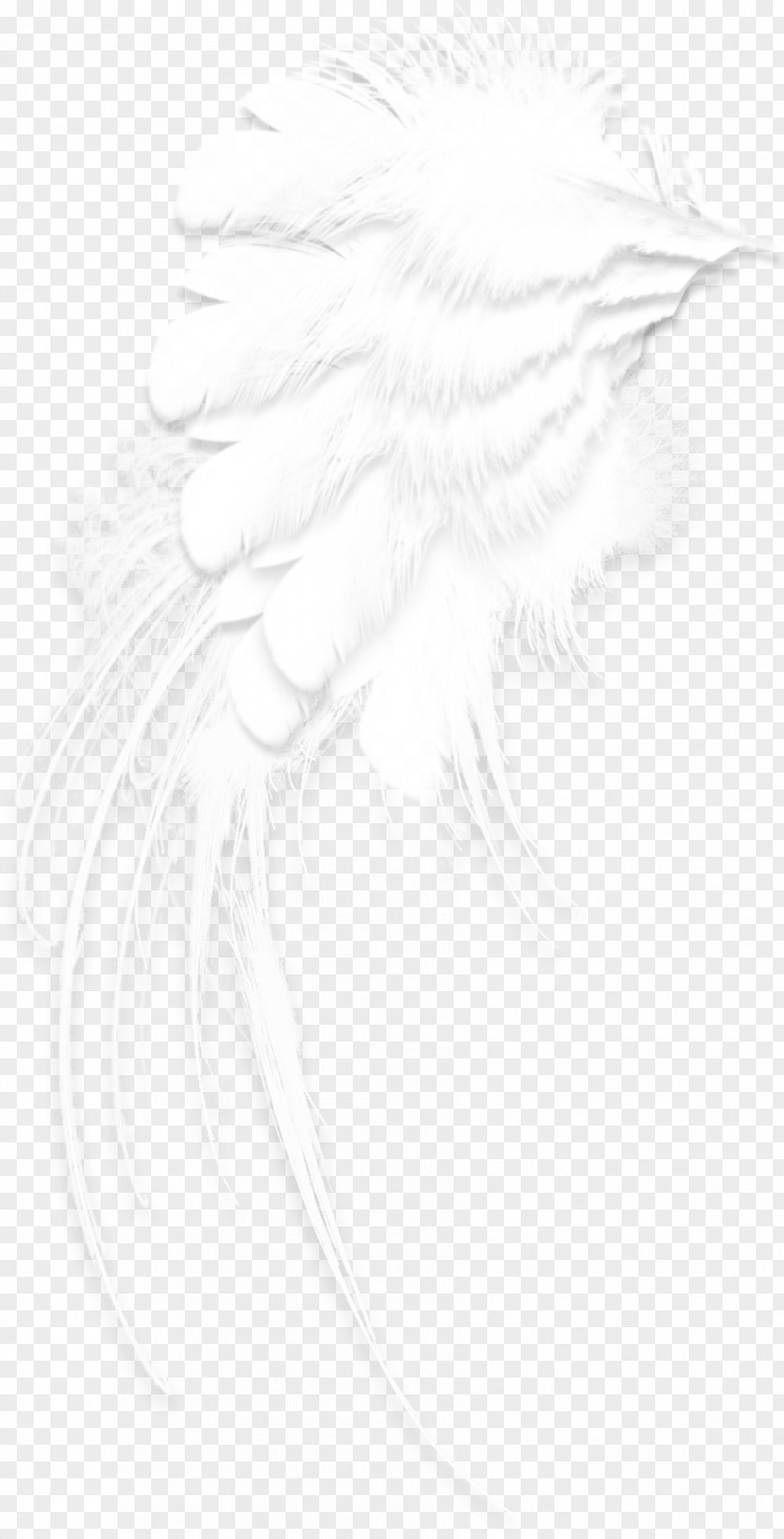 White Feathers Black And Drawing Pattern PNG