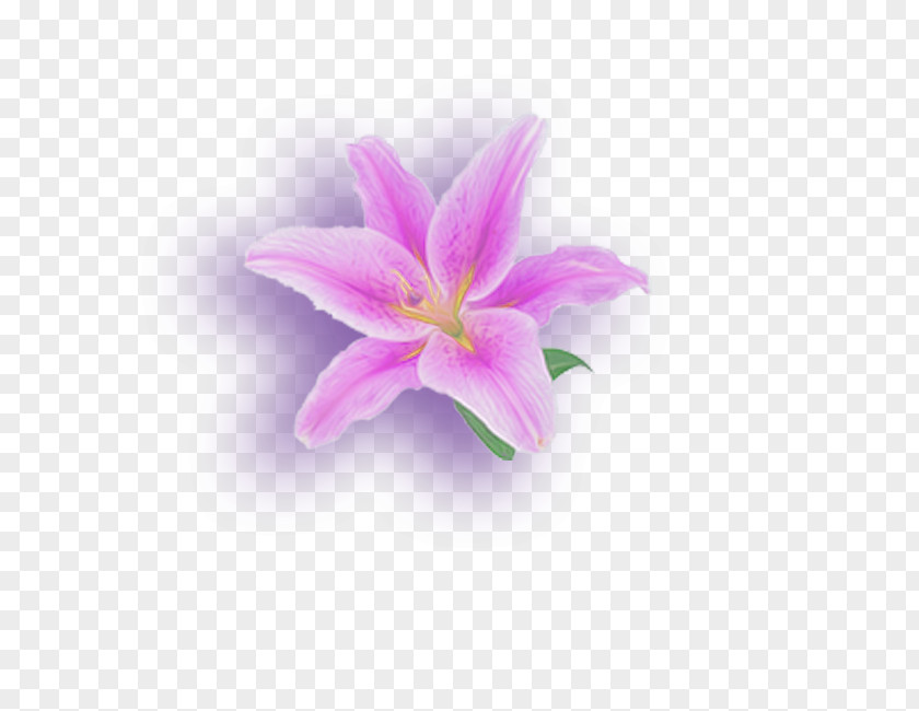 A Lily Lilium Flower Petal PNG