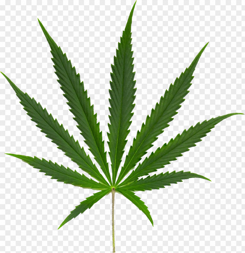 Cannabis Kush Sativa Ruderalis Leaf PNG