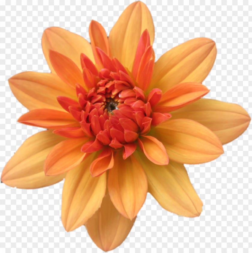 Dahlia Cut Flowers Concert Chrysanthemum Performance PNG