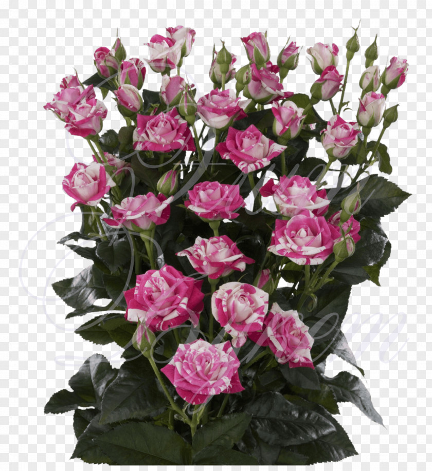 Dolinaroz.by PriceFlower Daflor Garden Roses Купить розы в Минске дешево PNG
