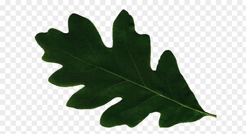 Flowering Plant Oak Maple Leaf PNG