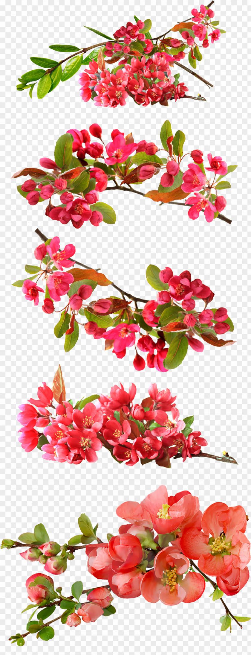 Begonia Blooming Set PNG blooming set clipart PNG