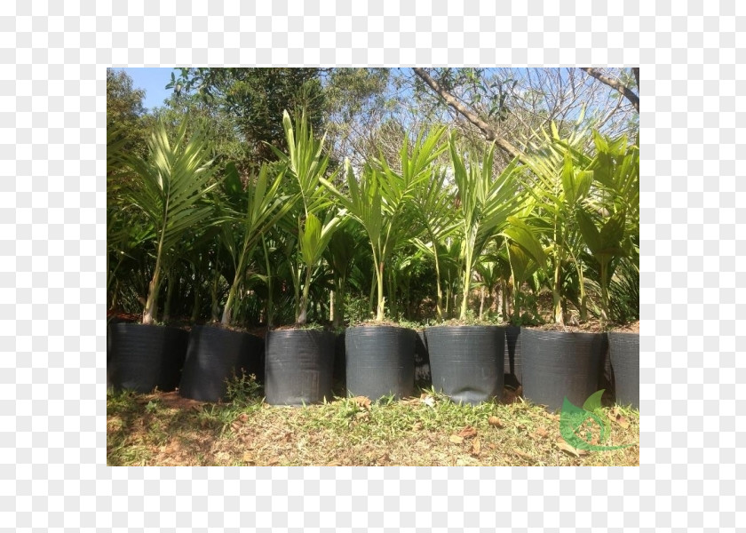 Bellandris Rehner Garden Center Arecaceae Canoas Landscape Architecture Gardening PNG