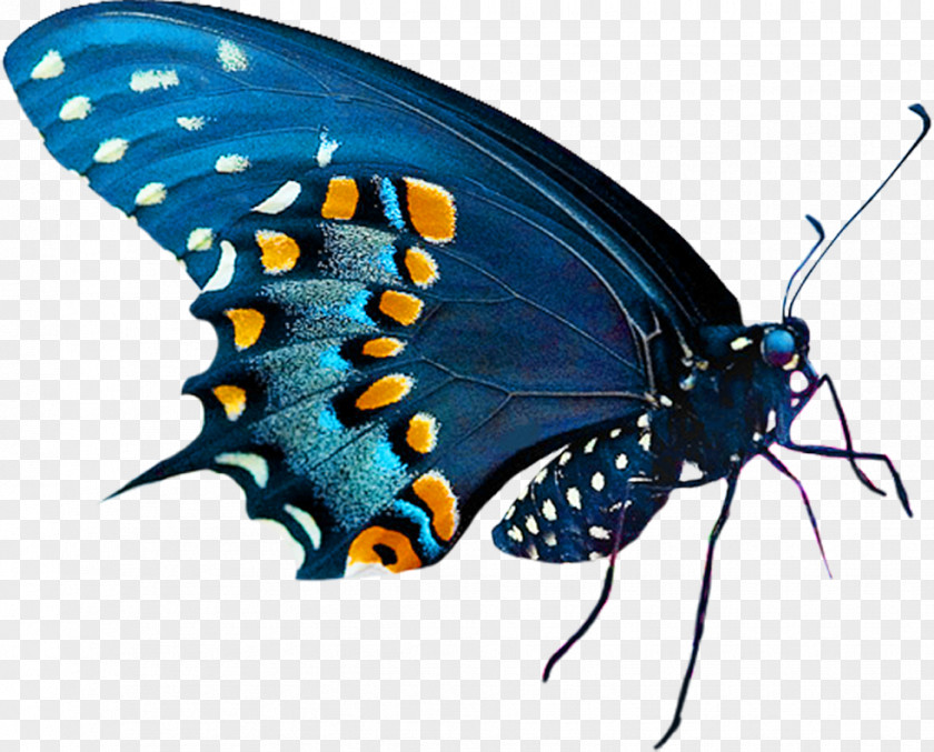 Butterfly Clip Art PNG