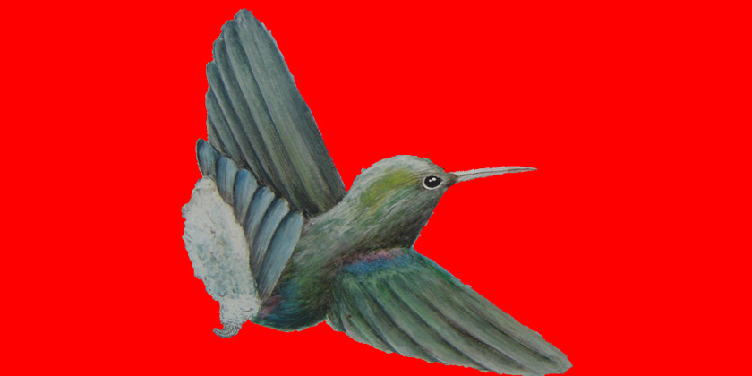 Feather Hummingbird M Fauna Wing Beak PNG