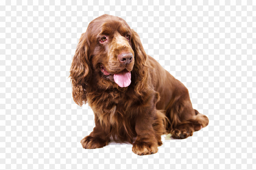 Sussex Spaniel Clumber English Cocker Springer Cavalier King Charles PNG