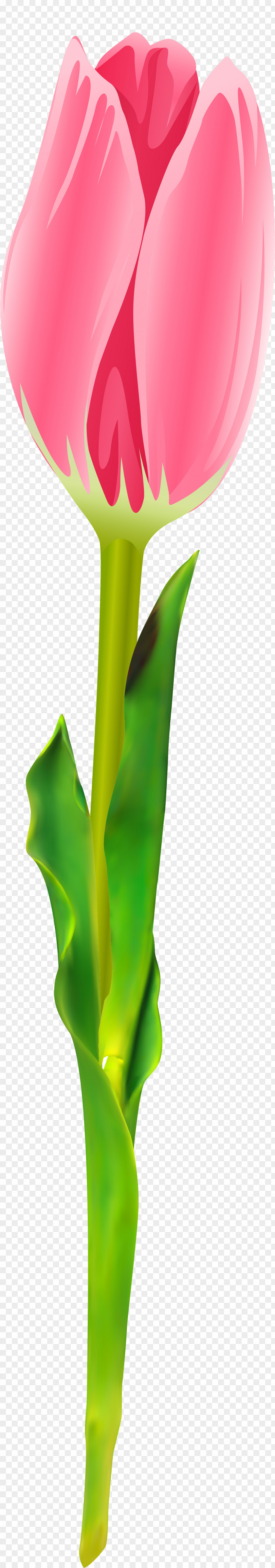 Tulip Cut Flowers Flowering Plant PNG