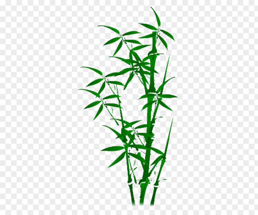 Bamboo Plant Illustration PNG