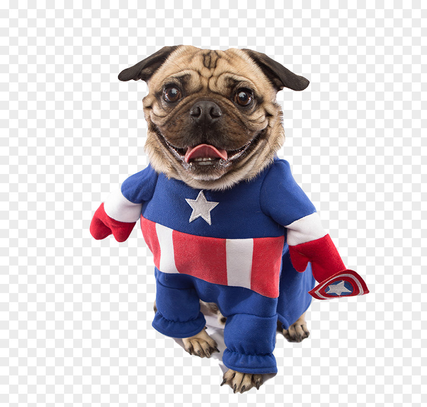 Captain America Pugs In Costumes Superhero PNG