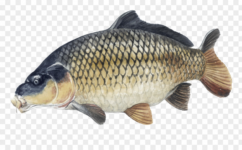 Carpe Tench Carp Cyprinidae Animal Fish PNG