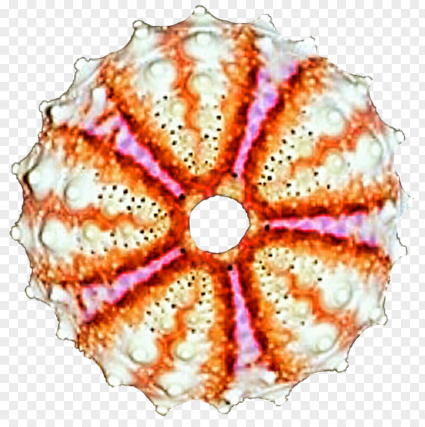 Circle Invertebrate Symmetry Point Pattern PNG