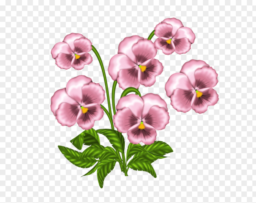 Clip Art African Violets Pansy Openclipart PNG