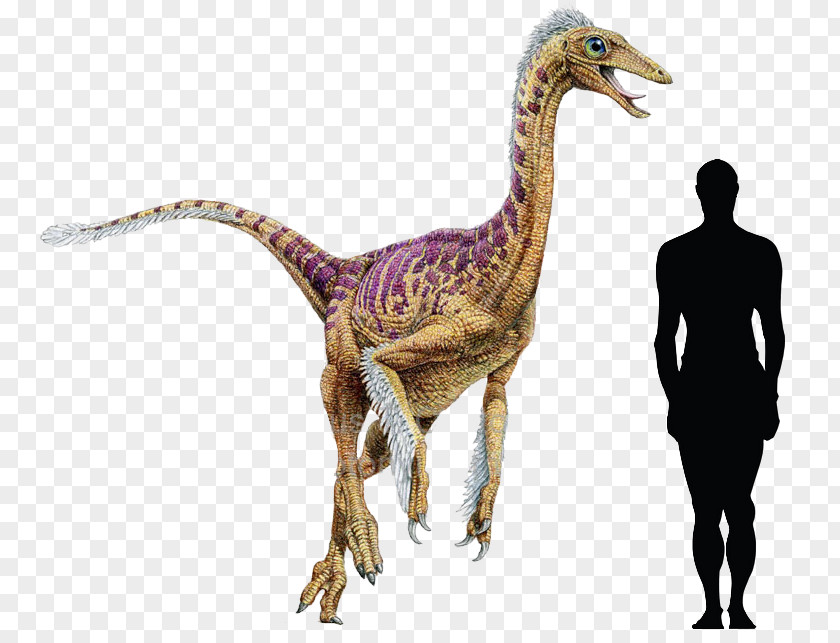 Dinosaur Dromiceiomimus Late Cretaceous Velociraptor PNG