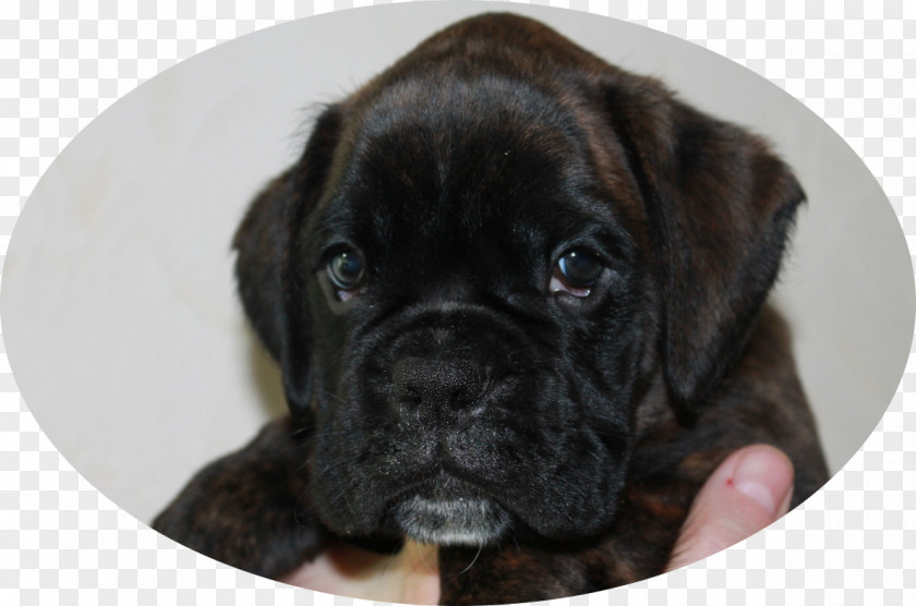 Puppy Valley Bulldog Boxer Toy Dog Breed PNG