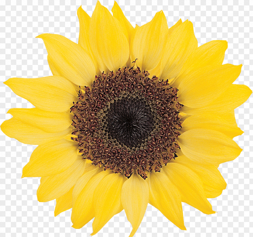 Sunflower Image File Formats Clip Art PNG