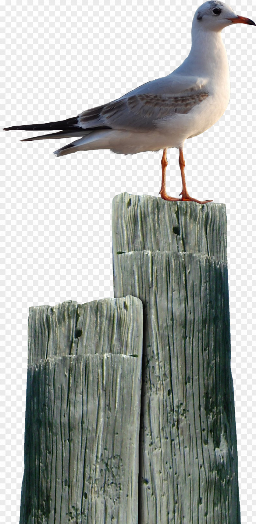 Bird Seabird .net Painting PNG