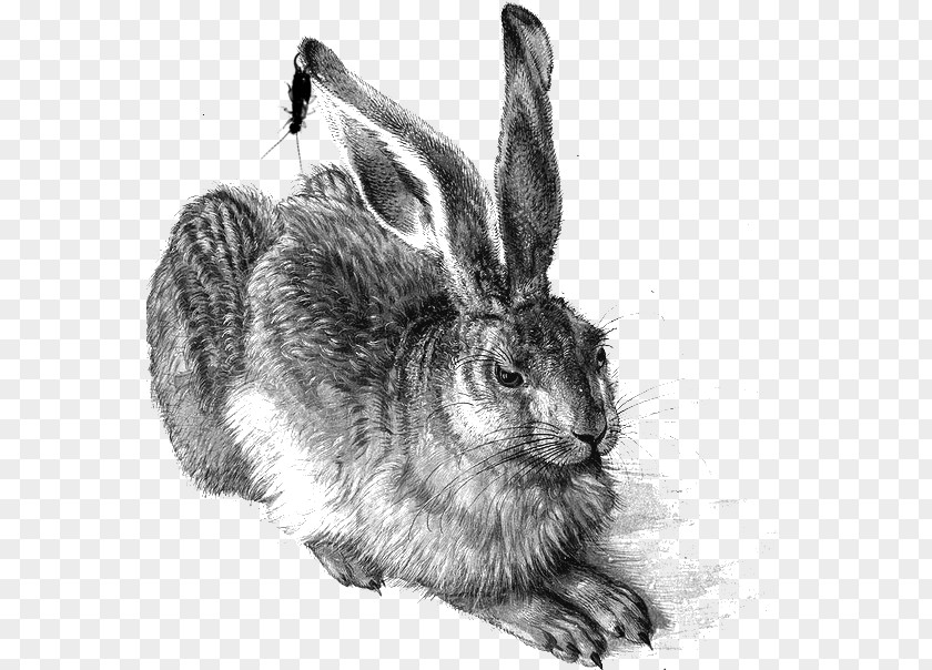 Hare The Case For Animal Rights Empty Cages: Facing Challenge Of Introduction To Rights, Human Wrongs: An Moral Philosophy PNG
