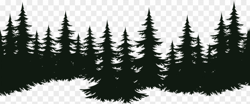Tree Spruce Fir Pine Evergreen PNG