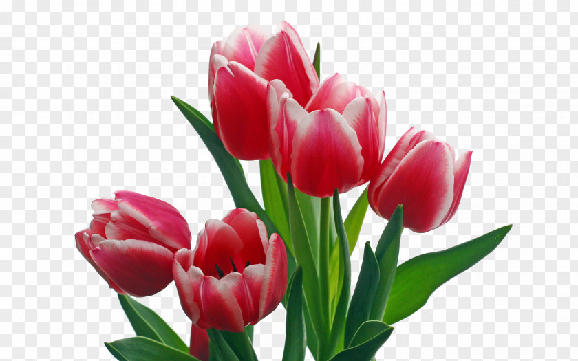 Bouquet Indira Gandhi Memorial Tulip Garden Pink Flowers Clip Art PNG