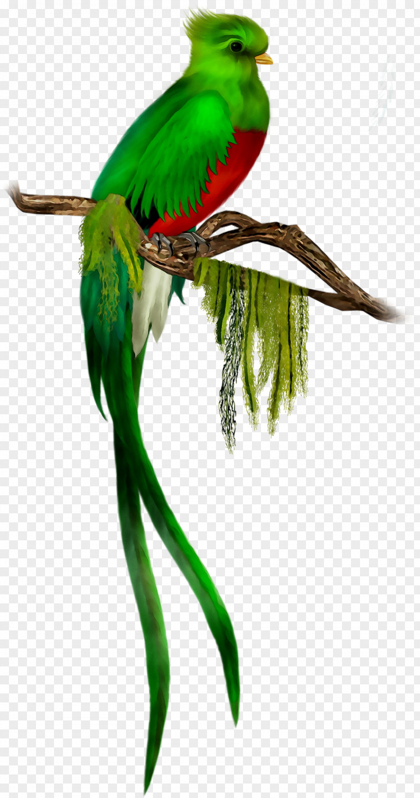 Budgerigar Resplendent Quetzal Bird Macaw Feather PNG
