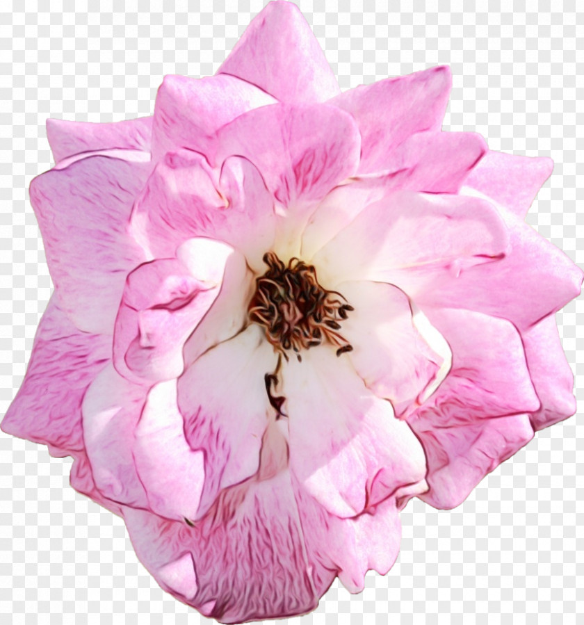 Cabbage Rose Cut Flowers Petal Herbaceous Plant Pink M PNG