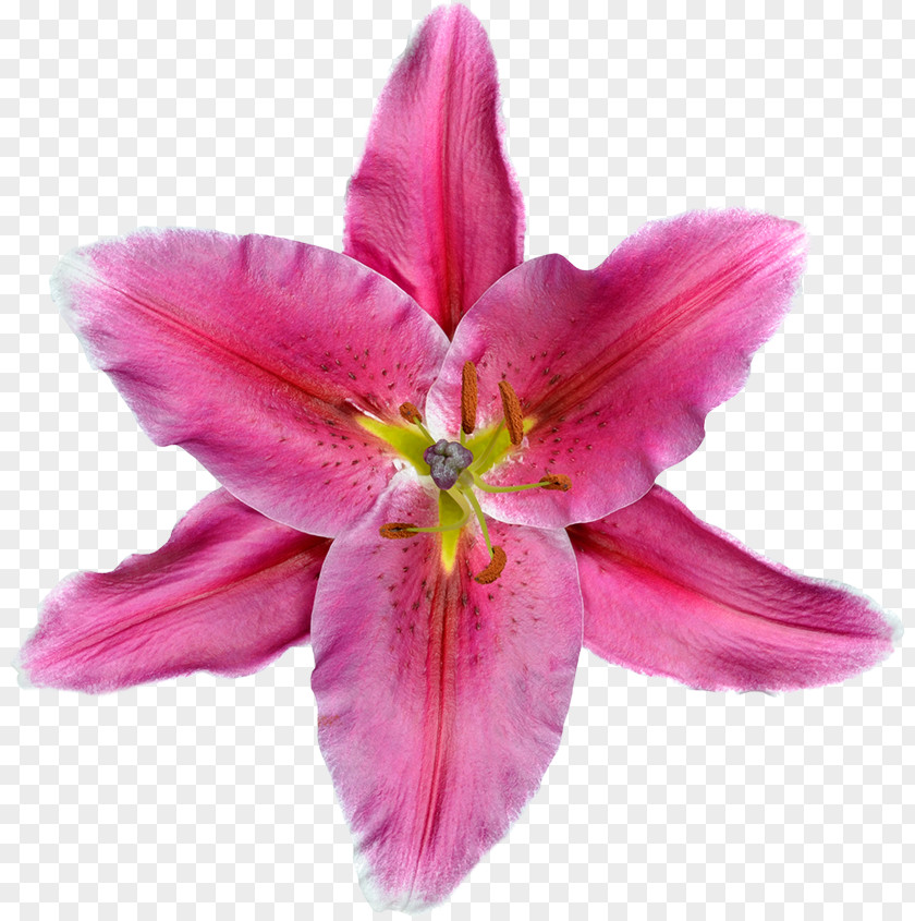 Flower Lilium Pink White PNG