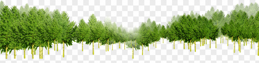 Green Trees Woods Download Tree PNG
